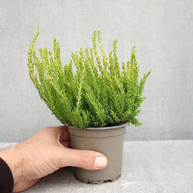 Example of Bruyère d'été - Calluna Garden Girls Zeta Pot van 1 l/1,5 l as you get in automne