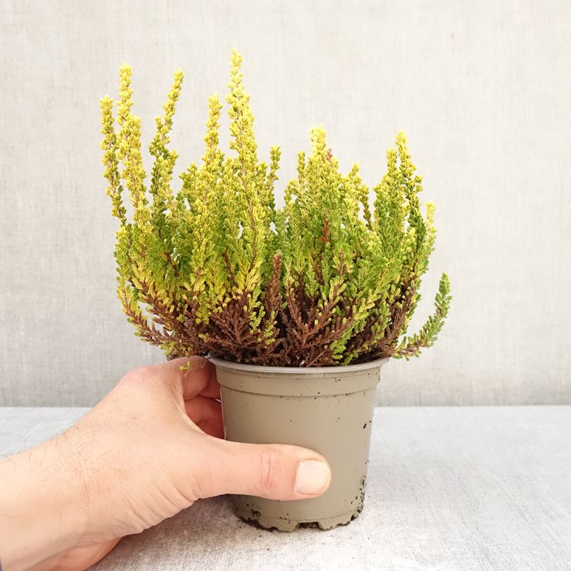 Exemplaar van Calluna Garden Girls Zeta - Zomerheide Pot van 1 l/1,5 l zoals geleverd in de lente
