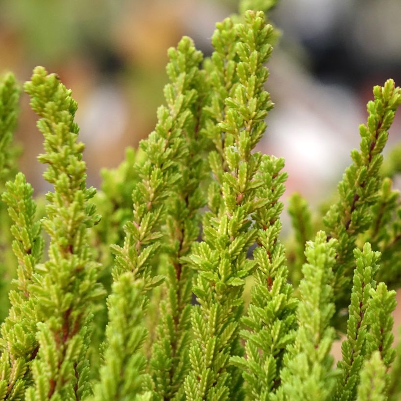 Calluna Garden Girls Zoe - Zomerheide (Foliage)