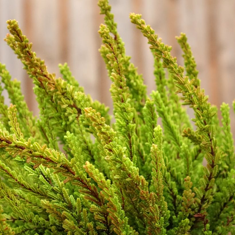 Calluna Garden Girls Zoe - Zomerheide (Plant habit)