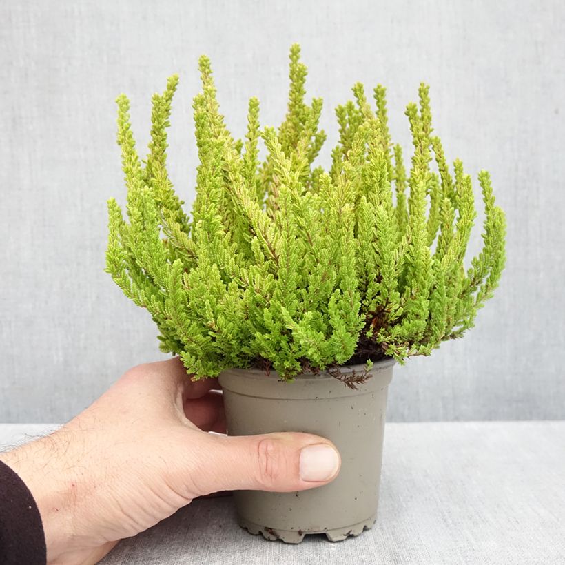 Example of Calluna Garden Girls Zoe - Zomerheide Pot van 1 l/1,5 l as you get in automne