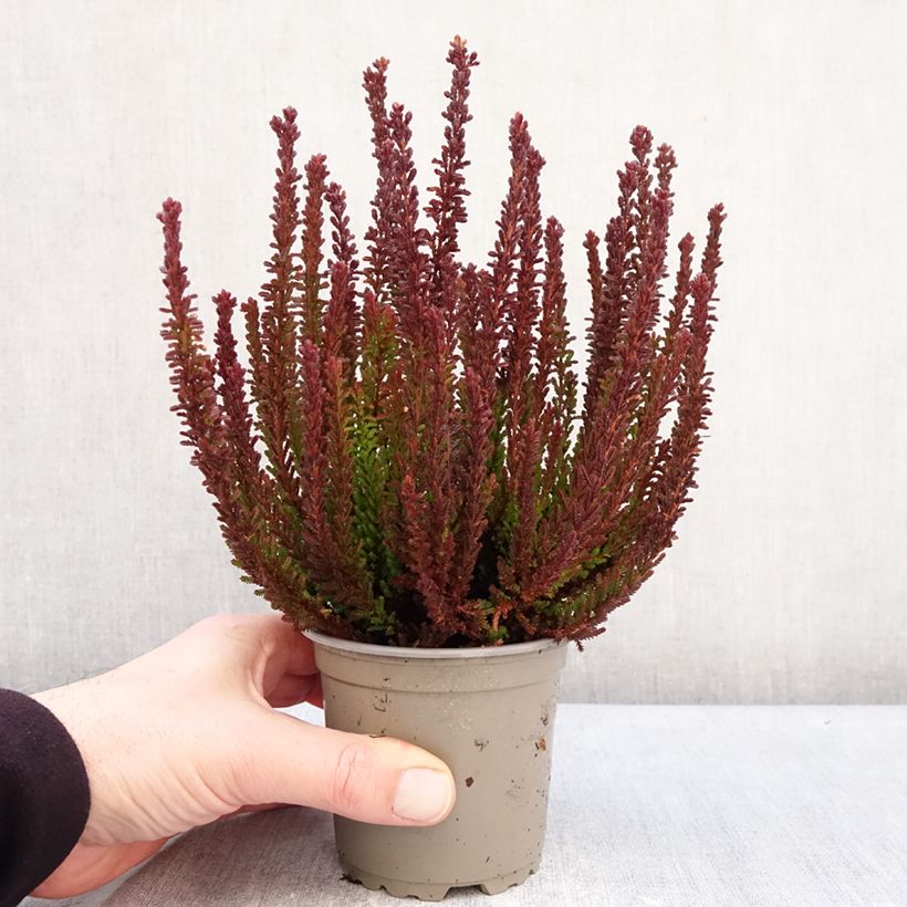 Example of Bruyère d'été - Calluna Garden Girls Zorina Pot van 1 l/1,5 l as you get in hiver