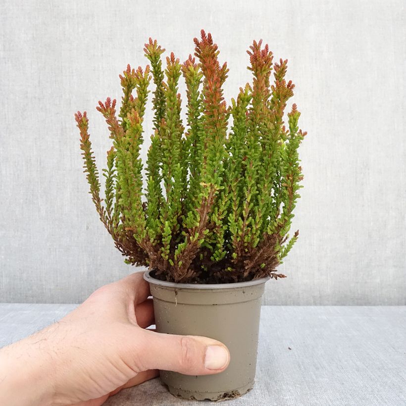 Exemplaar van Calluna Garden Girls Zorina - Zomerheide Pot van 1 l/1,5 l zoals geleverd in de lente