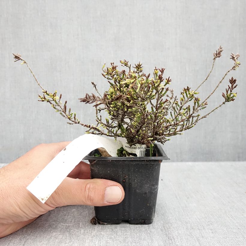 Exemplaar van Calluna vulgaris Alba - Zomerheide Kweekpotje van 8/9 cm zoals geleverd in de herfst
