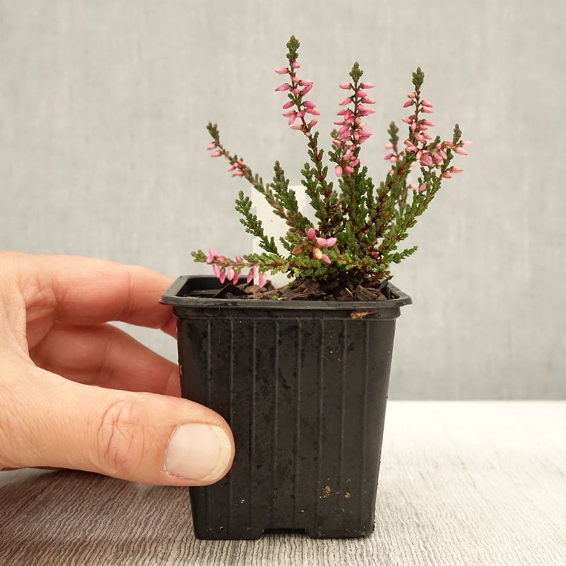 Exemplaar van Calluna vulgaris Dark Beauty - Zomerheide Kweekpotje van 8/9 cm zoals geleverd in de herfst