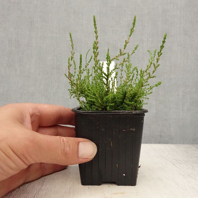 Exemplaar van Calluna vulgaris Marlies - Zomerheide Kweekpotje van 8/9 cm zoals geleverd in de zomer