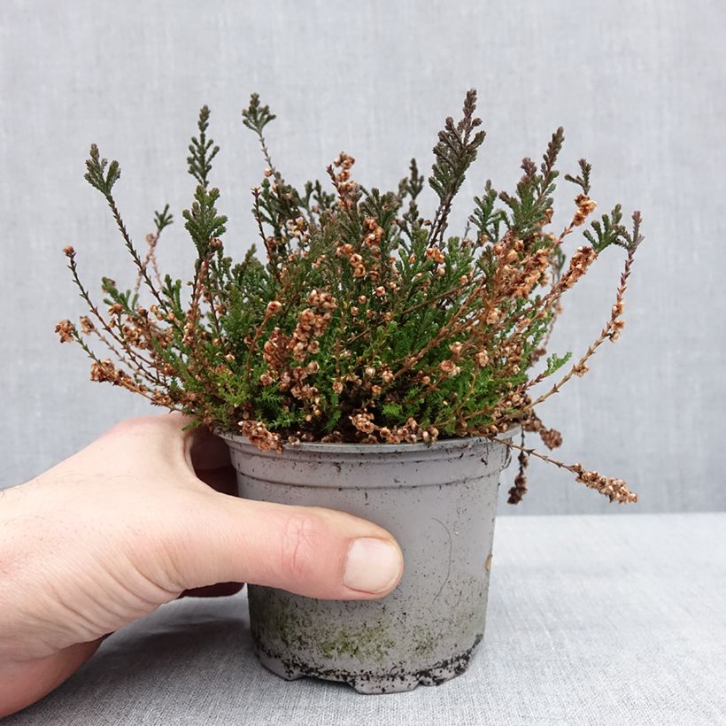 Example of Bruyère d'été - Calluna vulgaris Radnor Pot van 12 cm / 13 cm as you get in hiver