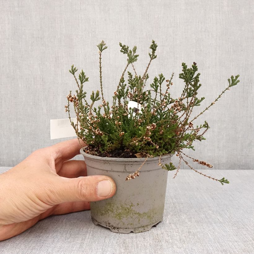 Exemplaar van Calluna vulgaris Radnor - Zomerheide Pot van 12 cm / 13 cm zoals geleverd in de lente