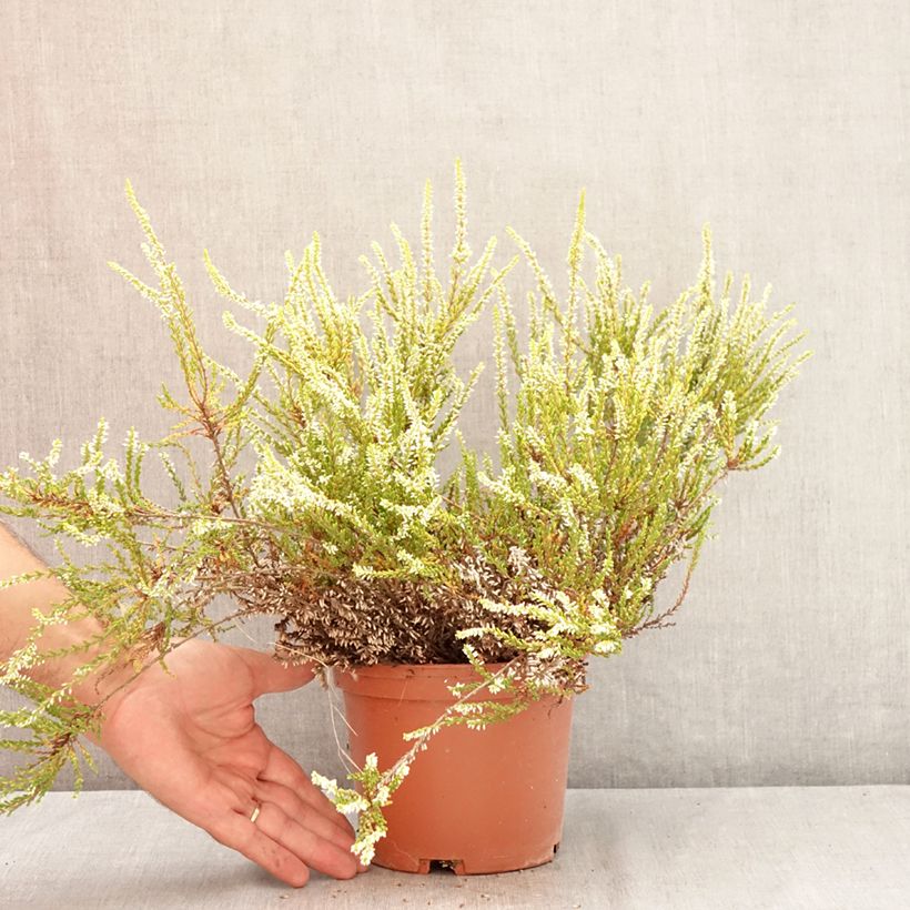 Exemplaar van Calluna vulgaris Sandy - Zomerheide Pot van 2 l/3 l zoals geleverd in de zomer