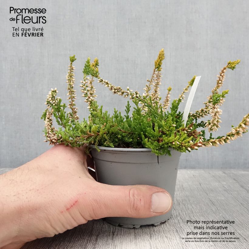 Example of Bruyère d'été - Calluna vulgaris Sandy  Pot van 2 l/3 l as you get in hiver