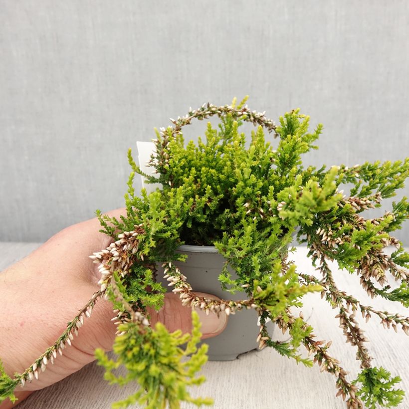 Exemplaar van Calluna vulgaris Sandy - Zomerheide Pot van 2 l/3 l zoals geleverd in de lente