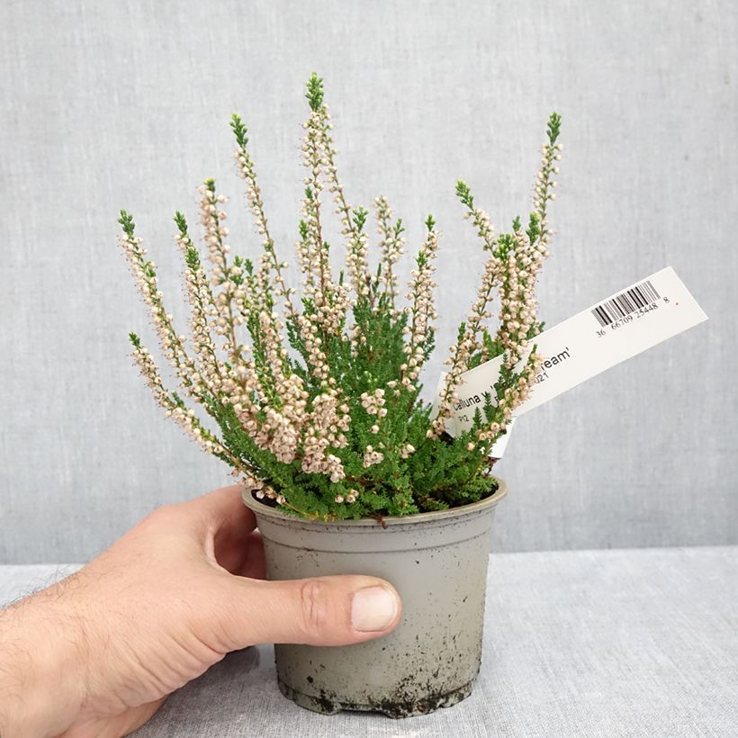 Exemplaar van Calluna vulgaris Spring Cream - Zomerheide Pot van 12 cm / 13 cm zoals geleverd in de herfst