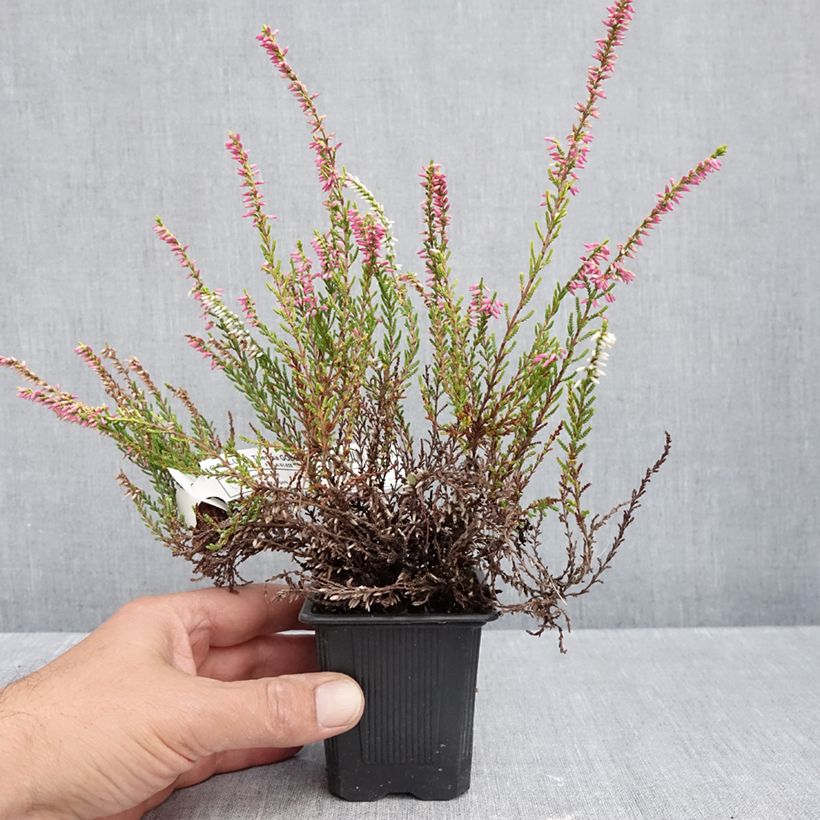 Exemplaar van Calluna vulgaris Theresa - Zomerheide Kweekpotje van 8/9 cm zoals geleverd in de herfst