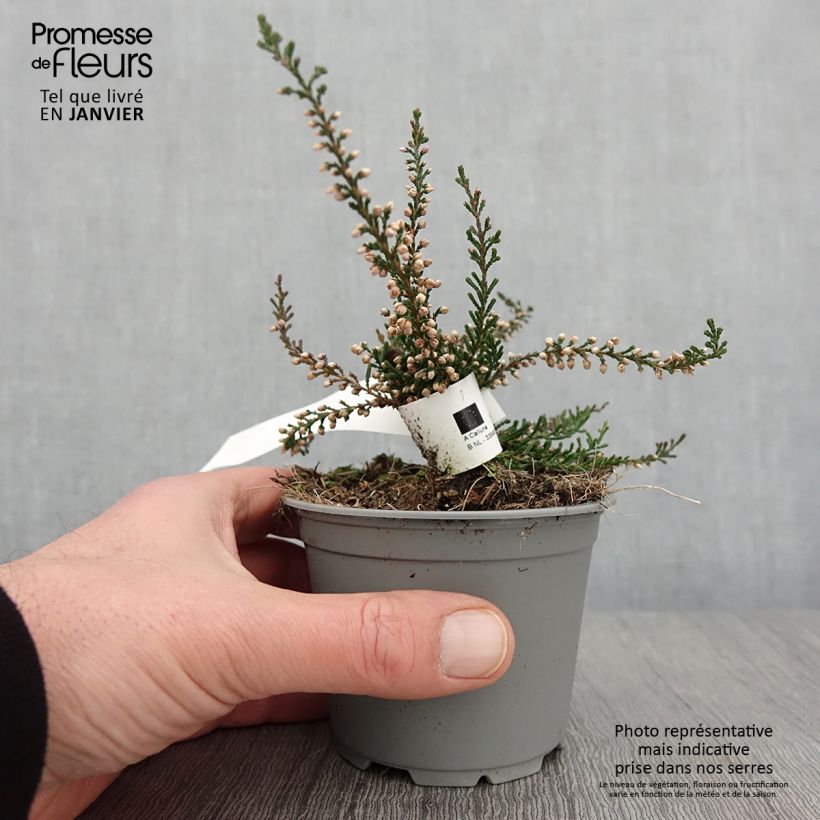 Example of Bruyère d'été - Calluna vulgaris Tib Pot van 12 cm / 13 cm as you get in hiver
