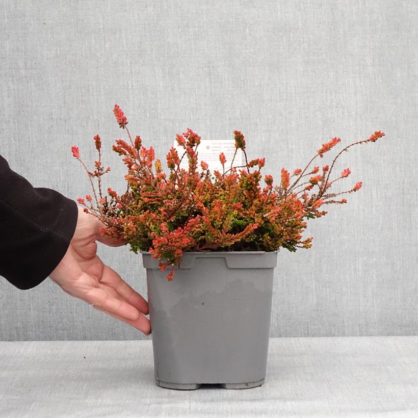 Example of Calluna vulgaris Wickwar Flame - Zomerheide Pot van 2 l/3 l as you get in hiver