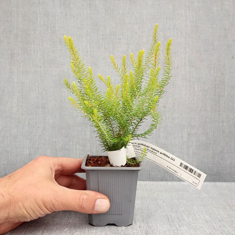 Example of Bruyère d’été - Erica x griffithsii Valerie Griffiths Kweekpotje van 8/9 cm as you get in automne