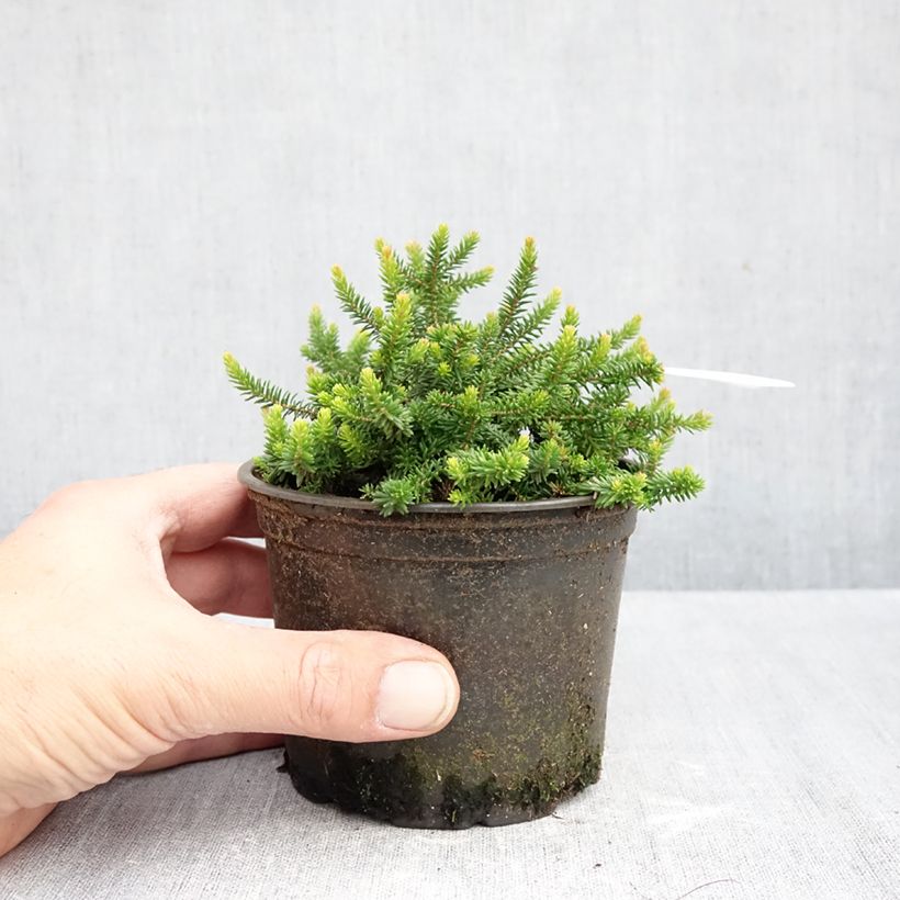 Example of Erica x williamsii P.D. Williams - Dopheide Pot van 12 cm / 13 cm as you get in automne