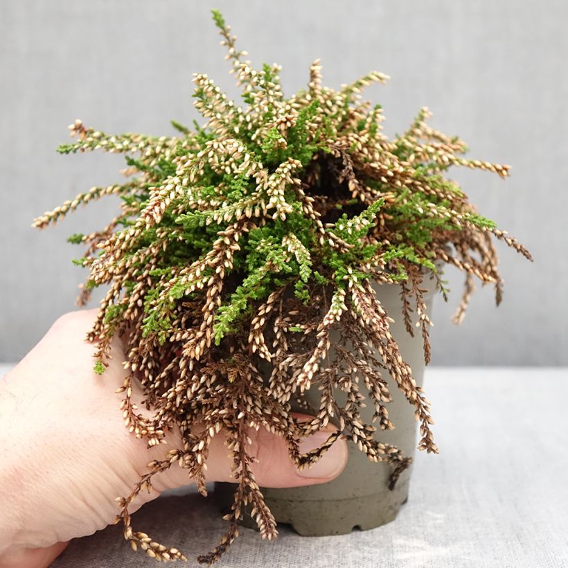 Exemplaar van Calluna vulgaris Rasta Girls Netty - Zomerheide Pot van 12 cm / 13 cm zoals geleverd in de winter