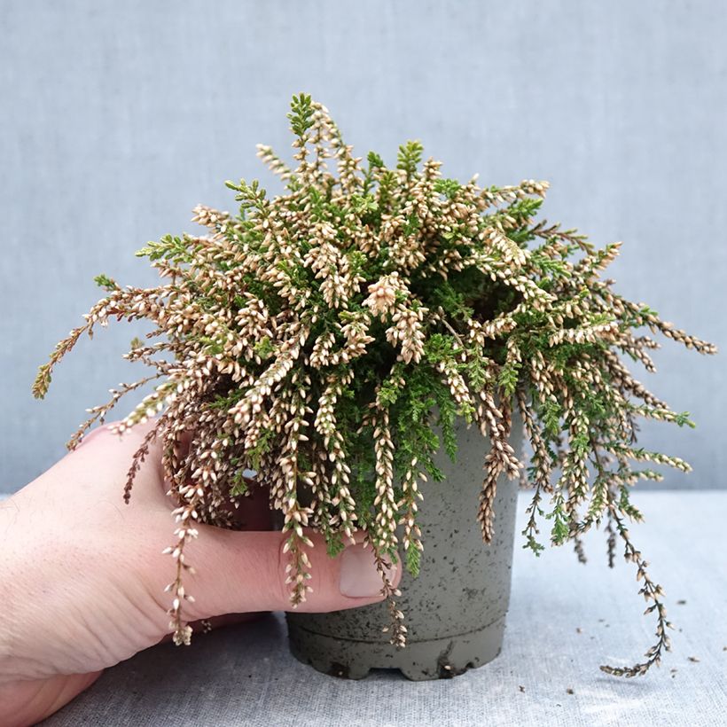 Example of Bruyère d'été retombante - Calluna Rasta Girls Rosa Claire Pot van 12 cm / 13 cm as you get in hiver