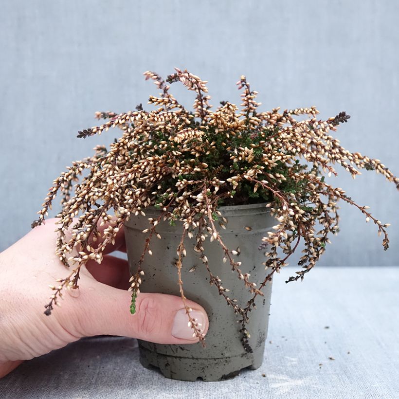Example of Bruyère d'été retombante - Calluna Rasta Girls Rote Janina Pot van 12 cm / 13 cm as you get in hiver