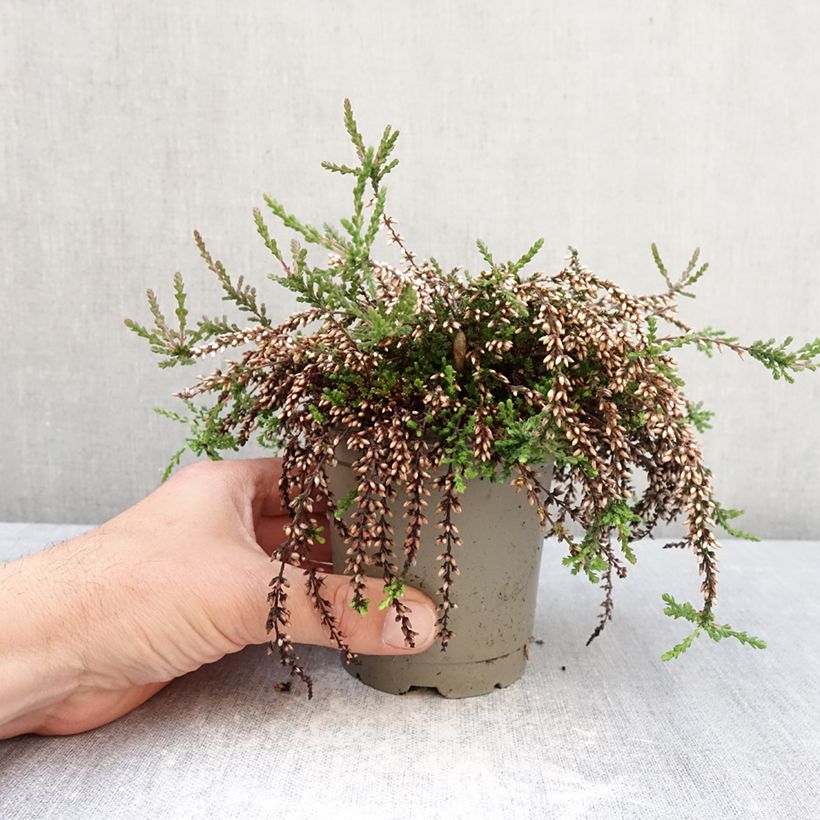 Exemplaar van Calluna vulgaris Rasta Girls Rote Janina - Zomerheide Pot van 12 cm / 13 cm zoals geleverd in de lente