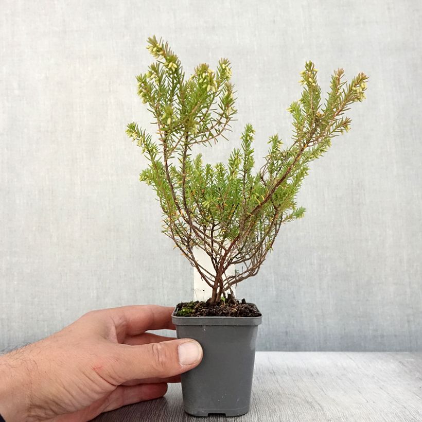 Exemplaar van Erica darleyensis Ghost Hills - Winterheide Kweekpotje van 8/9 cm zoals geleverd in de herfst