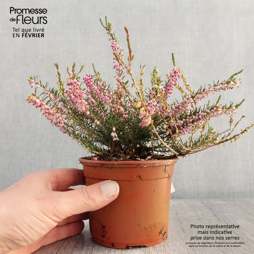 Example of Bruyère d'hiver - Erica darleyensis Ghost Hills Pot van 1 l/1,5 l as you get in hiver