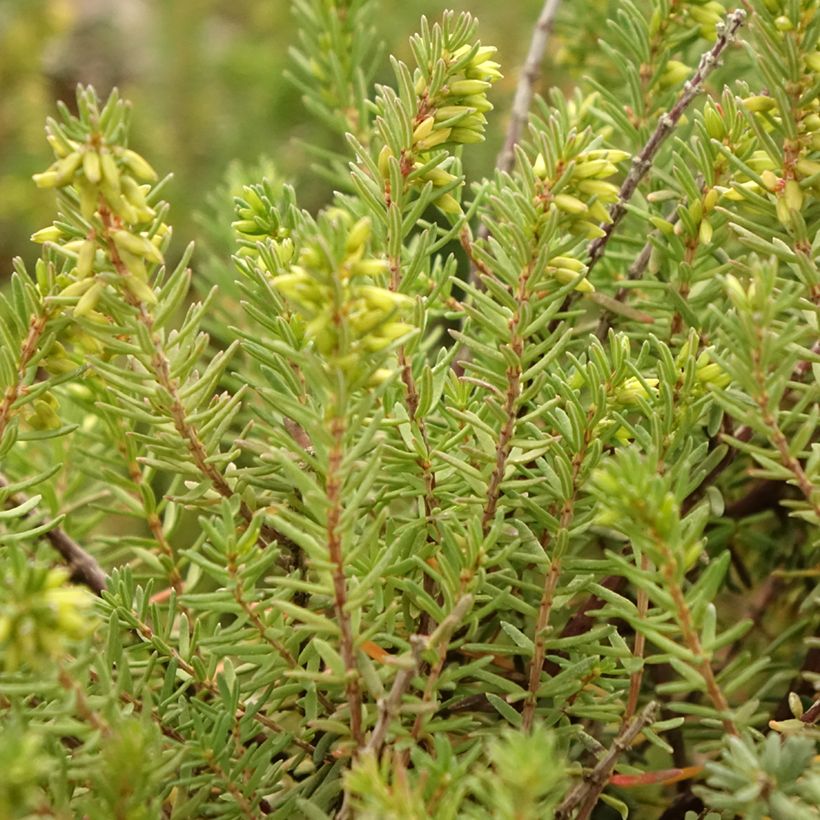 Erica darleyensis Aurélie Bregeon - Winterheide (Blad)