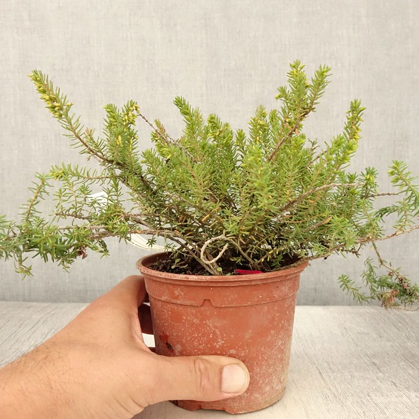 Exemplaar van Erica darleyensis Aurélie Bregeon - Winterheide Pot van 1 l/1,5 l zoals geleverd in de zomer