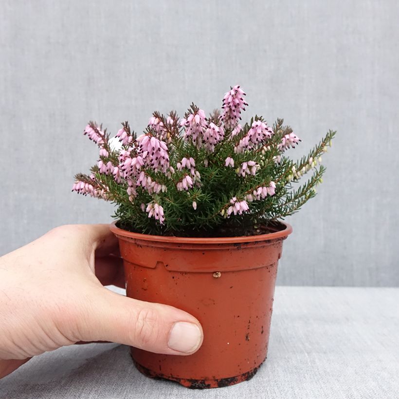 Example of Bruyère d'hiver - Erica x darleyensis J.W. Porter Pot van 1 l/1,5 l as you get in hiver