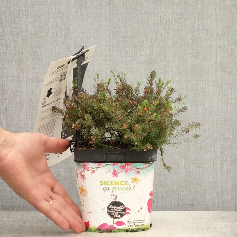 Exemplaar van Erica darleyensis Kramers Rote - Winterheide Pot van 2 l/3 l zoals geleverd in de zomer