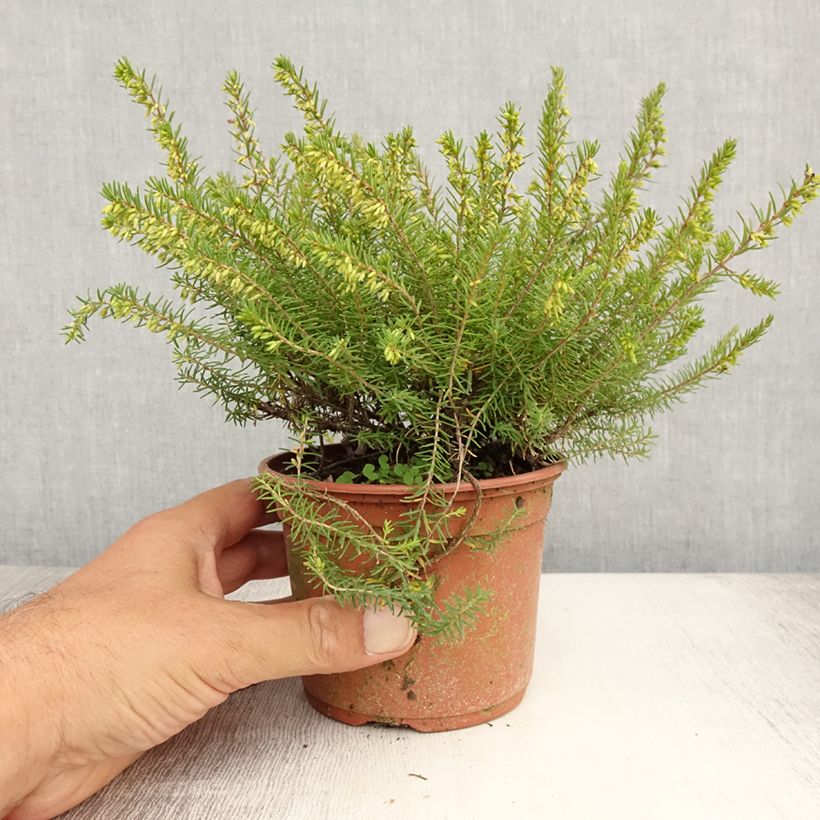 Exemplaar van Erica darleyensis Silberschmelze - Winterheide Kweekpotje van 8/9 cm zoals geleverd in de zomer