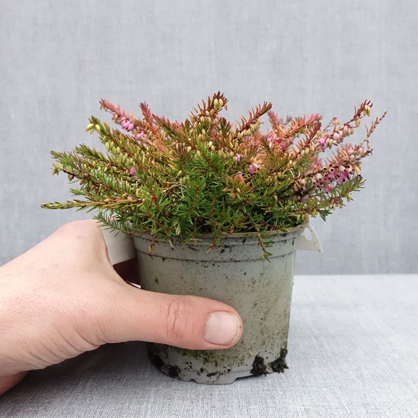 Example of Bruyère d'hiver - Erica x darleyensis Stieneke Pot van 12 cm / 13 cm as you get in hiver