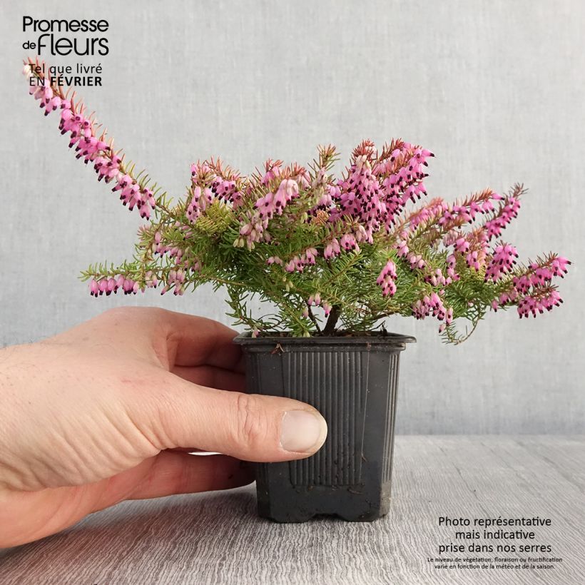 Example of Erica darleyensis Winter Belles Tylou - Winterheide Kweekpotje van 8/9 cm as you get in hiver