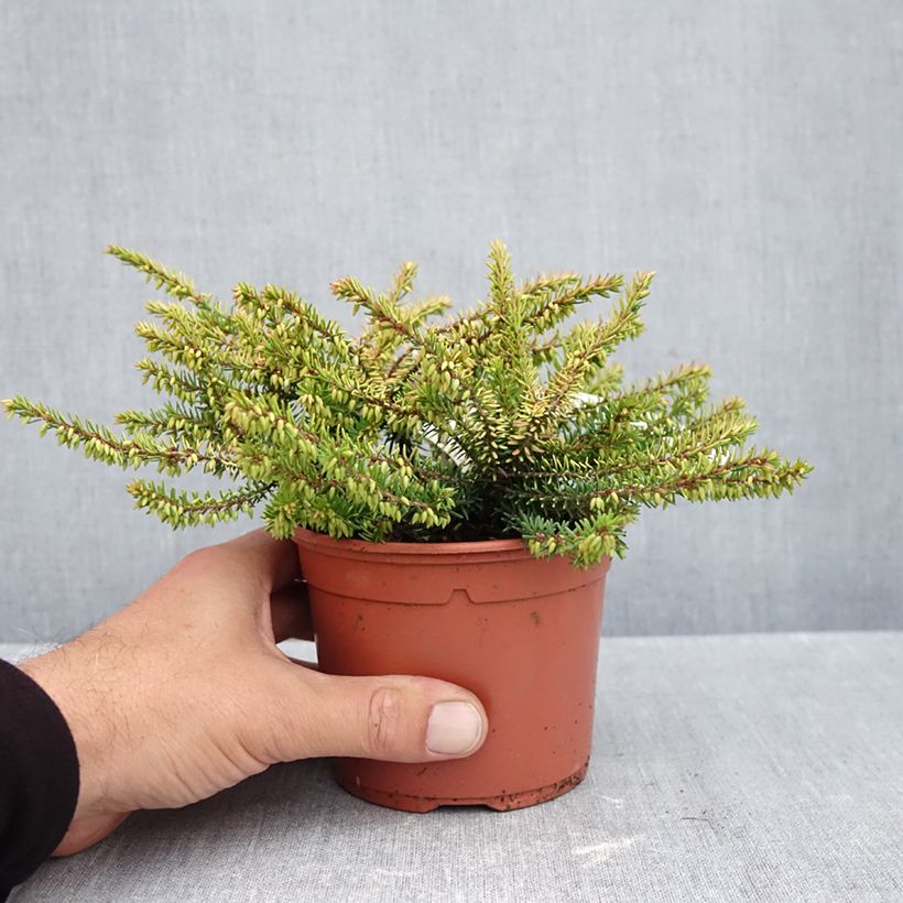 Exemplaar van Erica darleyensis Winter Belles Tylou - Winterheide Pot van 1 l/1,5 l zoals geleverd in de herfst
