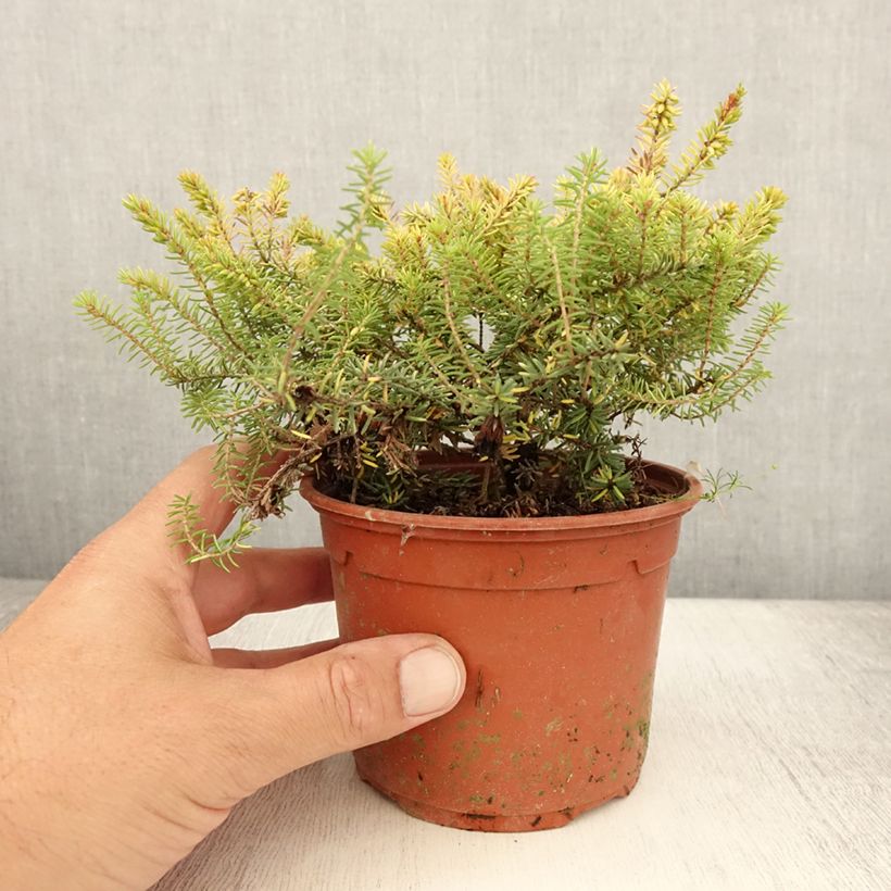 Exemplaar van Erica darleyensis Winter Belles Tylou - Winterheide Pot van 1 l/1,5 l zoals geleverd in de zomer