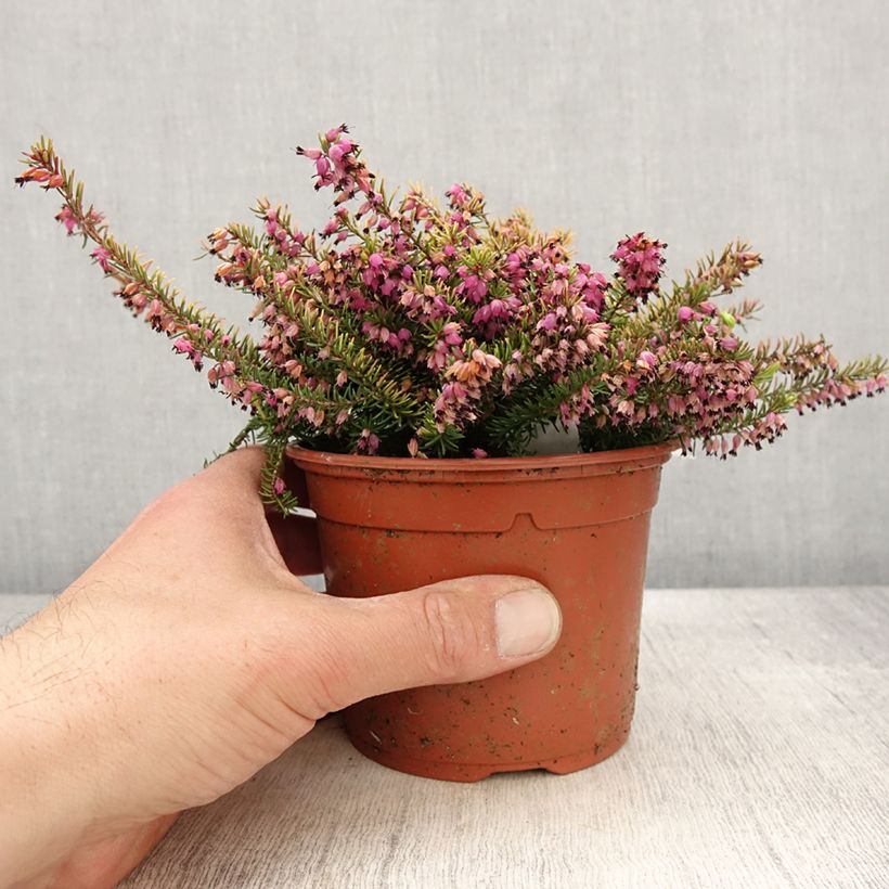 Exemplaar van Erica darleyensis Winter Belles Tylou - Winterheide Pot van 1 l/1,5 l zoals geleverd in de lente