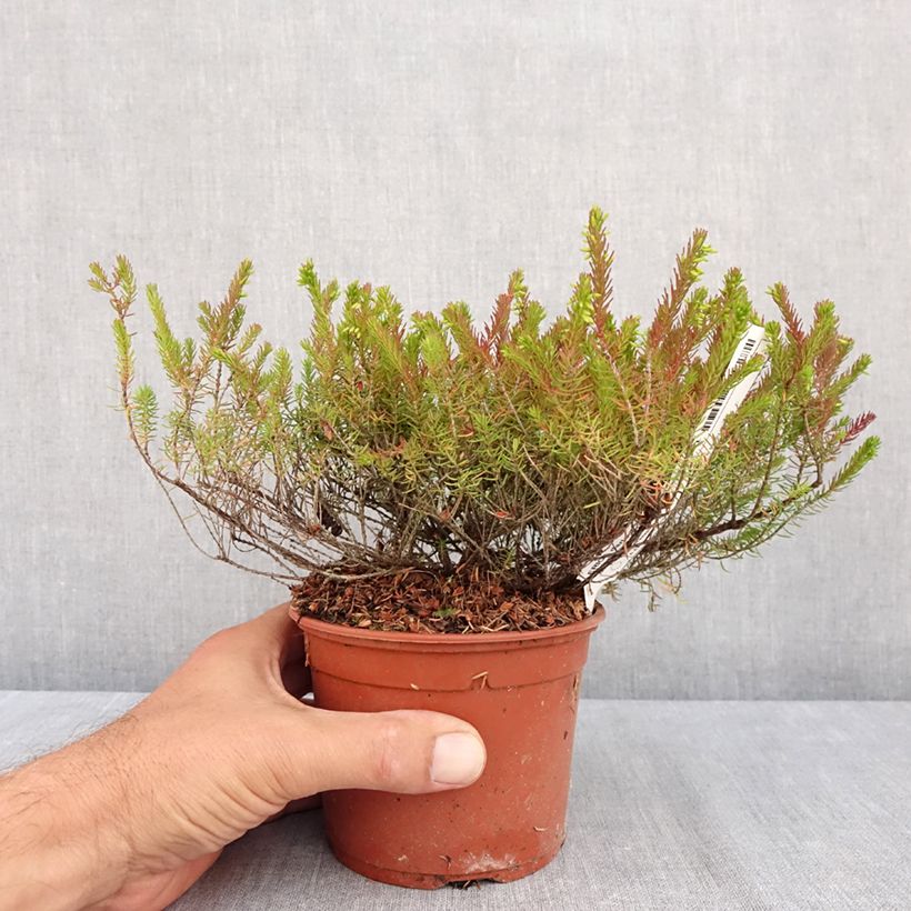 Exemplaar van Erica darleyensis Furzey - Winterheide Pot van 1 l/1,5 l zoals geleverd in de zomer
