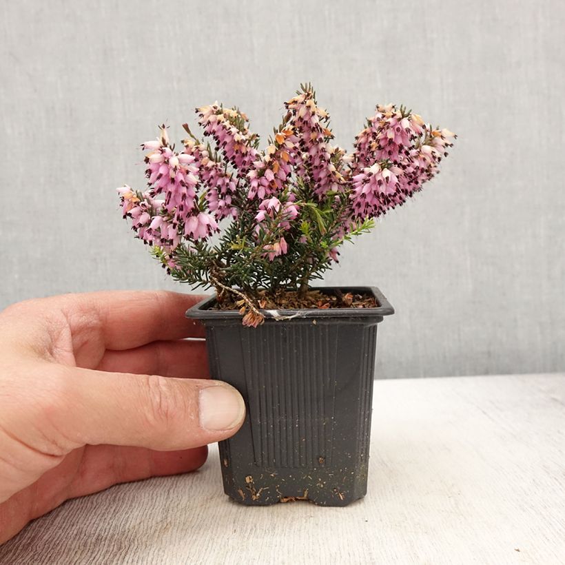 Example of Erica carnea Ruby Glow - Winterheide Kweekpotje van 8/9 cm as you get in printemps