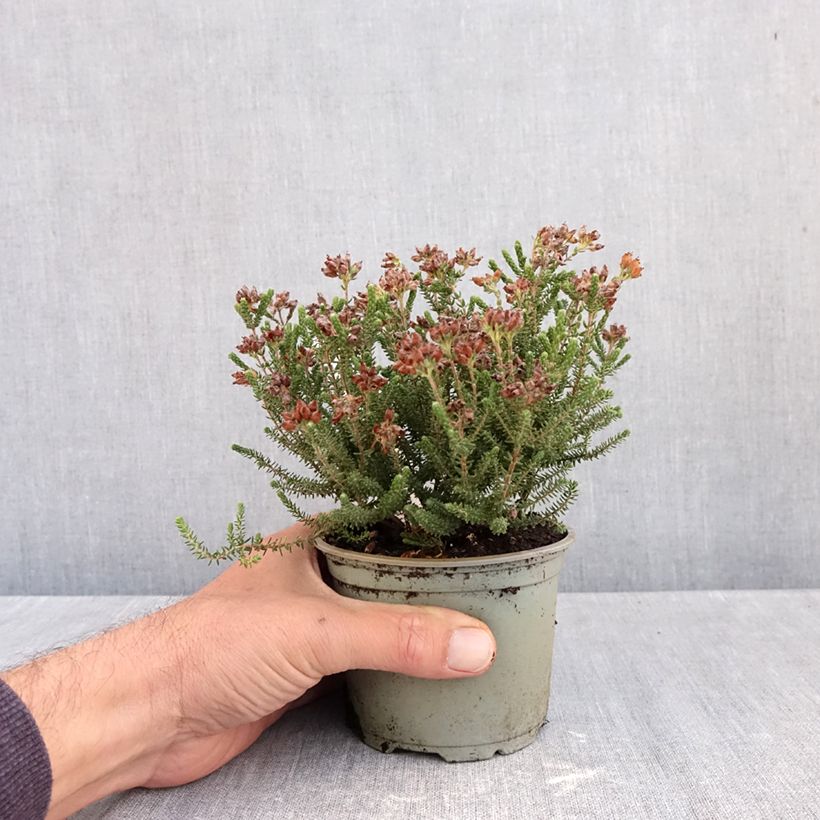 Example of Bruyère des marais - Erica tetralix Alba Pot van 12 cm / 13 cm as you get in automne