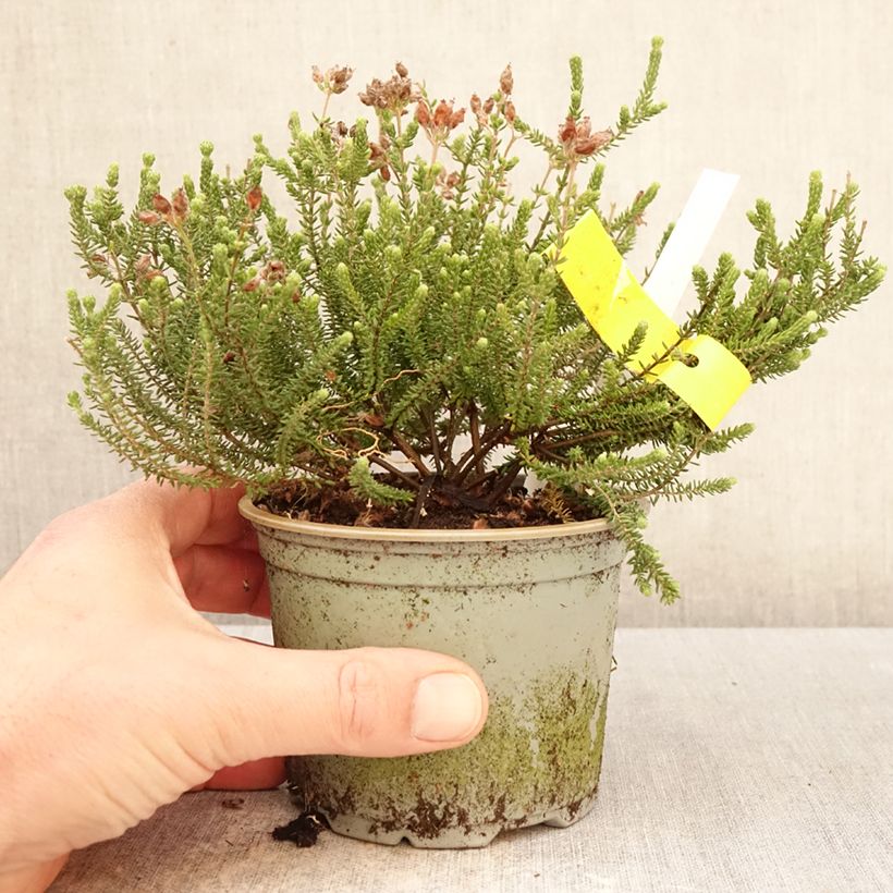 Exemplaar van Erica tetralix Alba - Gewone dophei Pot van 12 cm / 13 cm zoals geleverd in de lente