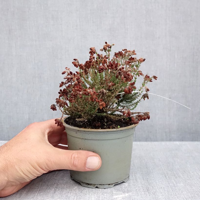 Exemplaar van Erica tetralix Con Underwood - Gewone dophei Pot van 10 cm/11 cm zoals geleverd in de herfst
