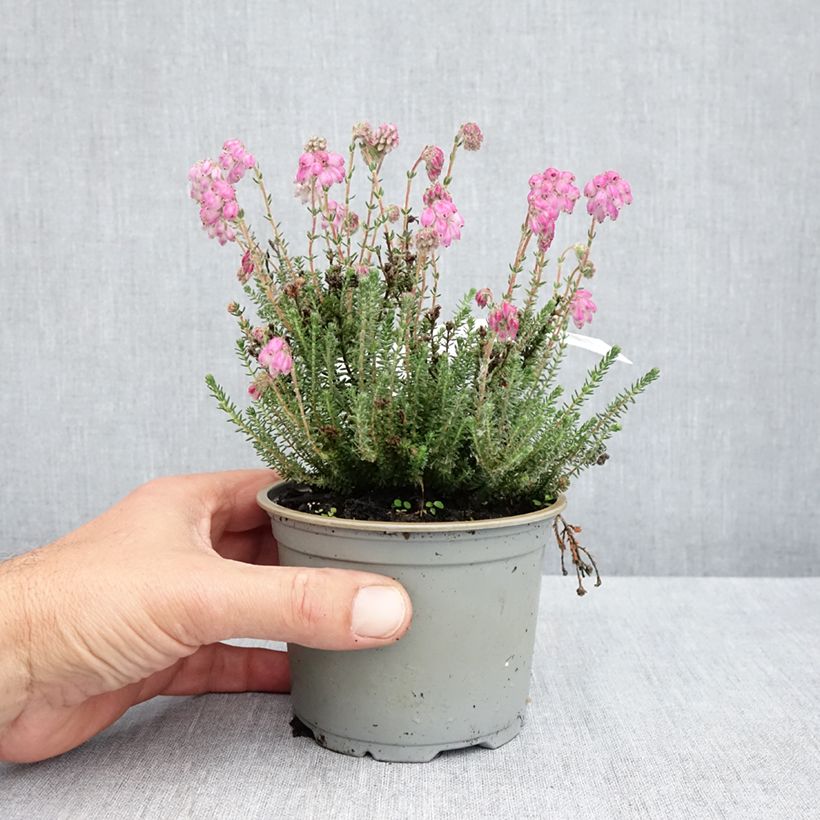 Example of Erica tetralix Con Underwood - Gewone dophei Pot van 12 cm / 13 cm as you get in printemps