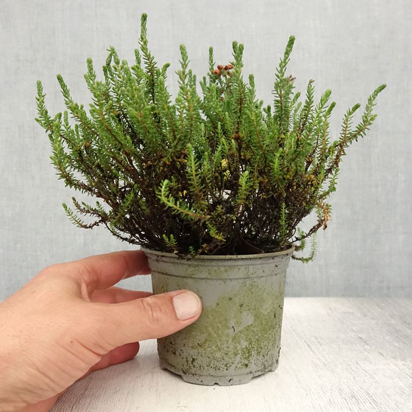 Exemplaar van Erica tetralix - Gewone dophei Pot van 12 cm / 13 cm zoals geleverd in de zomer