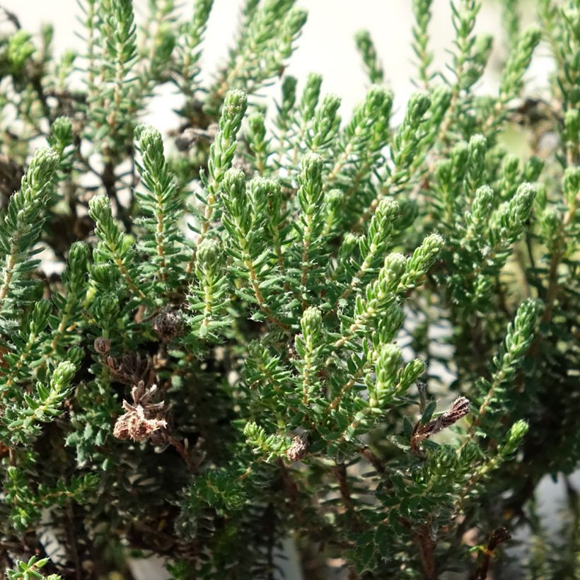 Erica tetralix Tina - Gewone dophei (Blad)