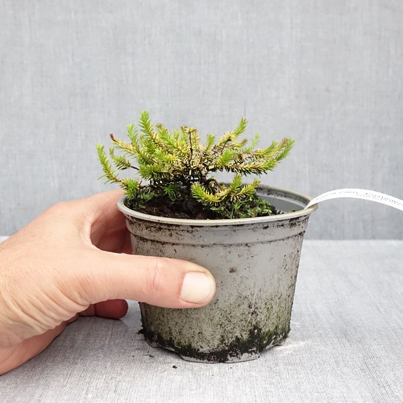 Exemplaar van Erica carnea Foxhollow - Sneeuwheide Pot van 12 cm / 13 cm zoals geleverd in de herfst