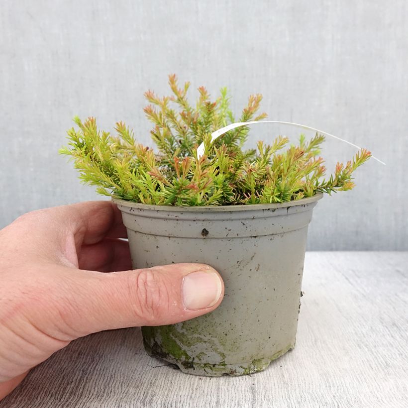 Example of Bruyère des neiges - Erica carnea Foxhollow Pot van 12 cm / 13 cm as you get in printemps
