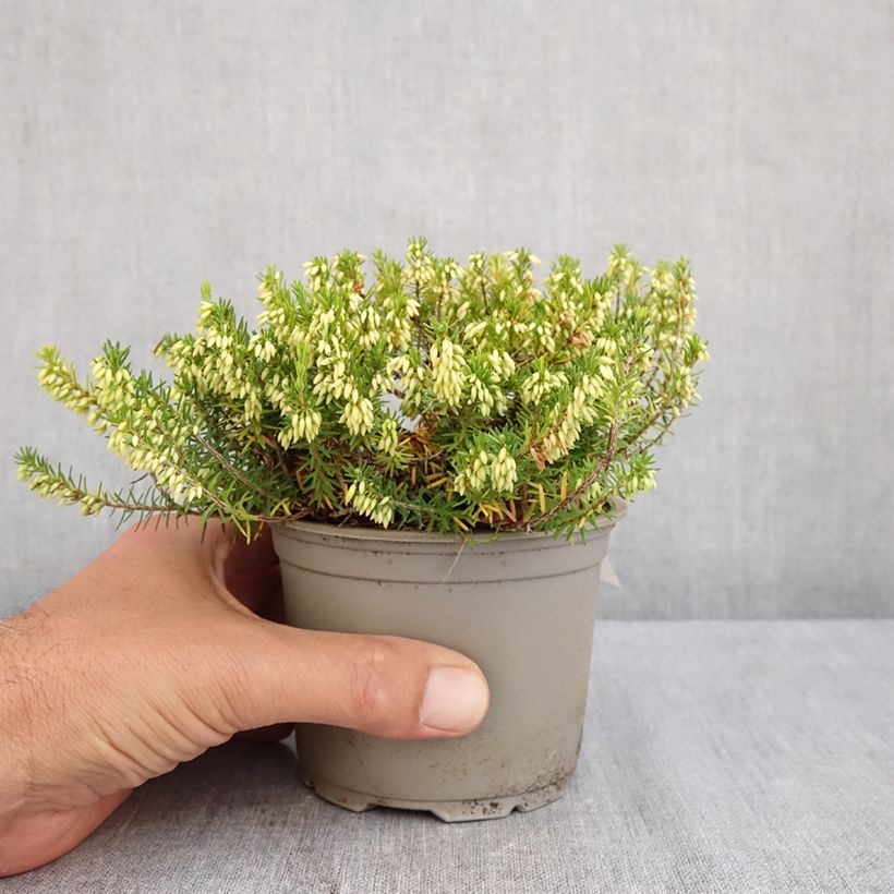 Exemplaar van Erica carnea Isabell - Winterheide Pot van 12 cm / 13 cm zoals geleverd in de zomer