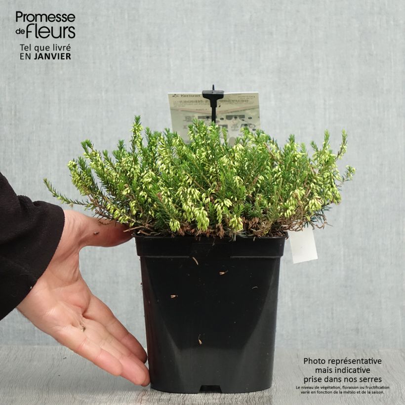 Example of Bruyère des neiges - Erica carnea Isabell  Pot van 2 l/3 l as you get in hiver