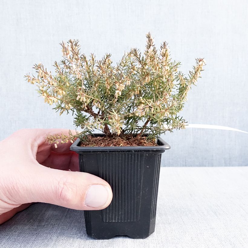Example of Bruyère des neiges - Erica carnea Jenny Porter Kweekpotje van 8/9 cm as you get in hiver